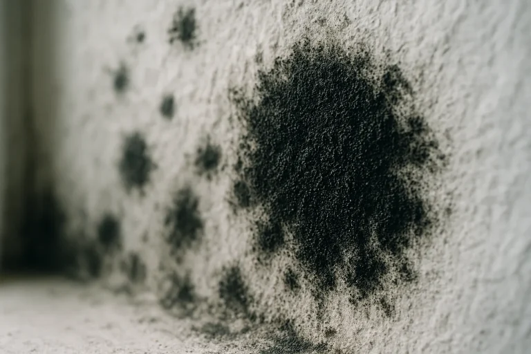 Gros plan de moisissures noires sur un mur intérieur, éclairage naturel